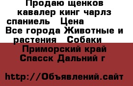 Продаю щенков кавалер кинг чарлз спаниель › Цена ­ 40 000 - Все города Животные и растения » Собаки   . Приморский край,Спасск-Дальний г.